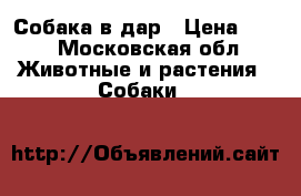 Собака в дар › Цена ­ 10 - Московская обл. Животные и растения » Собаки   